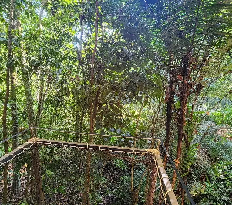 The trail