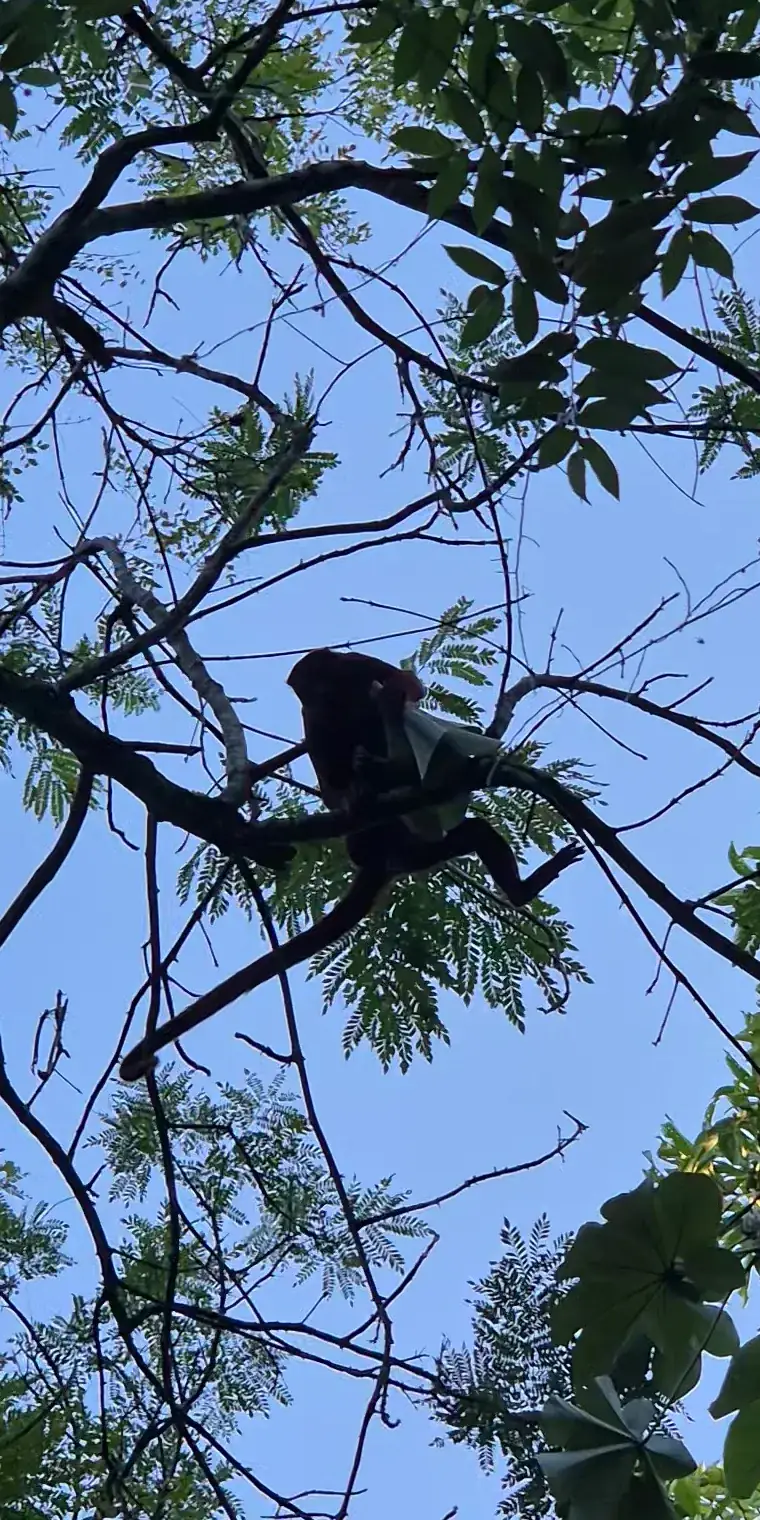 A monkey in the forest canopy at EntreAguas